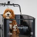 Cargobike of Sweden Flex Dog laatikkopyörä 3